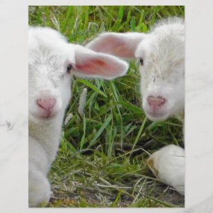Doppellamm-Baby-Tierdenken an Sie