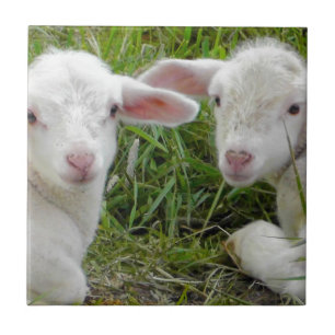Doppellamm-Baby-Tierdenken an Sie Fliese