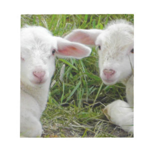 Doppellamm-Baby-Tierdenken an Sie Notizblock