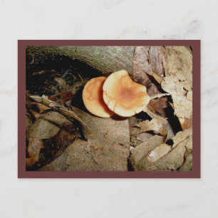 Doppelorange Pilze Postkarte