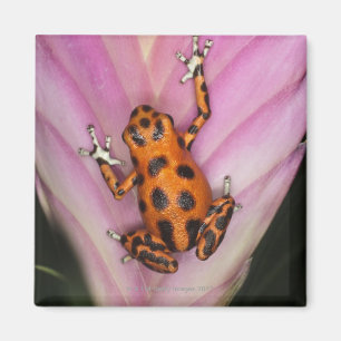 Doppelpunkt-Insel-Pfeil-Frosch, Oophaga pumilio Magnet