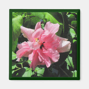 Doppelrosa Hibiskus mit Raindrops Magnet
