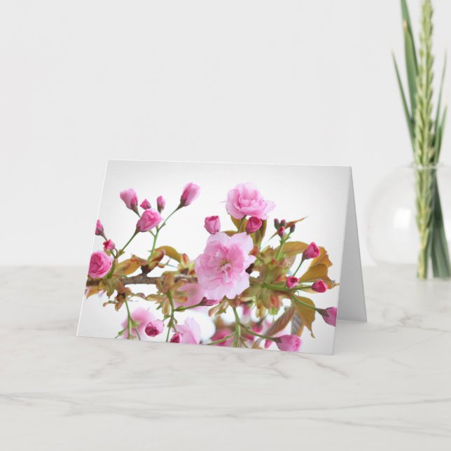 Doppelrosa Kirschblüten im Begrüßungsfrühling Karte (Vorderseite)