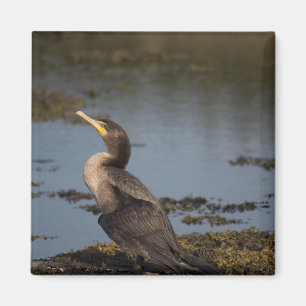 Doppelschnabelkormoran Magnet