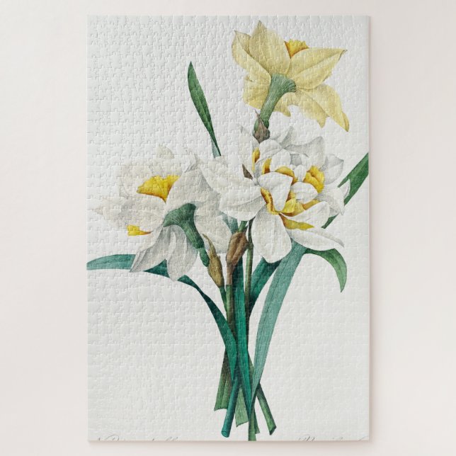 Doppelte Daffodil, Pierre-Joseph Redouté, 1827 (Vertikal)