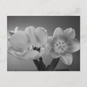 Doppelte Delikatstühlen in monochromen Postkarten