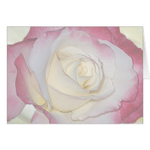 Doppelte Freuden-Rose