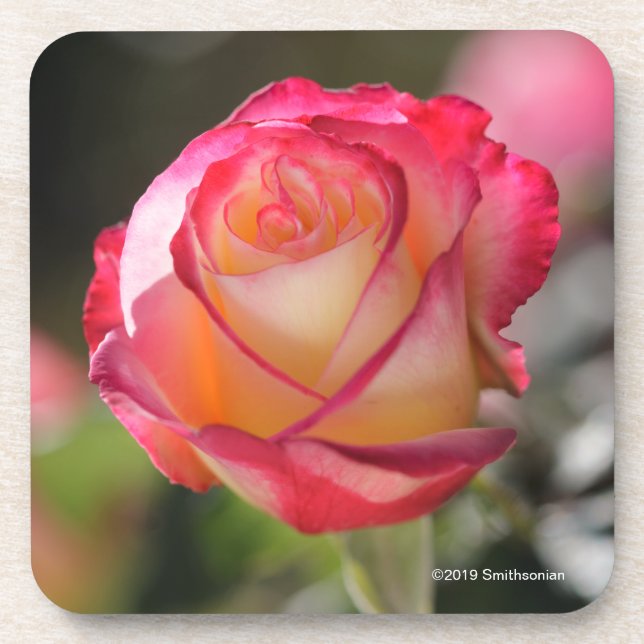 Doppelte Freuden-Rose Getränkeuntersetzer (Vorderseite)