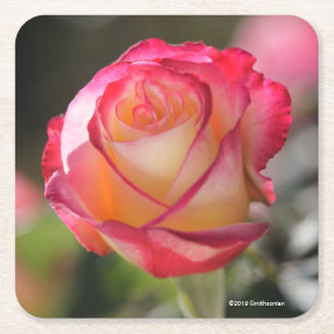 Doppelte Freuden-Rose Rechteckiger Pappuntersetzer