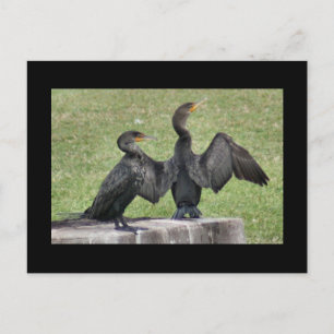 Doppelte Kormoran-Foto-Postkarte mit Haube Postkarte