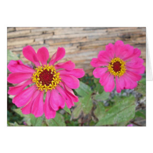 Doppelte rosa Blüte