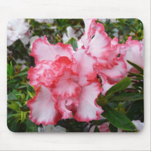 Doppelte rote und weiße Azaleen Frühlingsblumen Mousepad