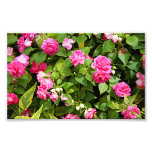 Doppelter Impatiens Foto-Druck Fotodruck