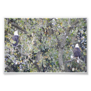 Doppeltes Eagle Fotodruck