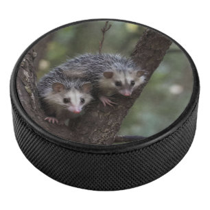 Doppeltes Problem in der Canopy: Zwei Possummen Eishockey Puck