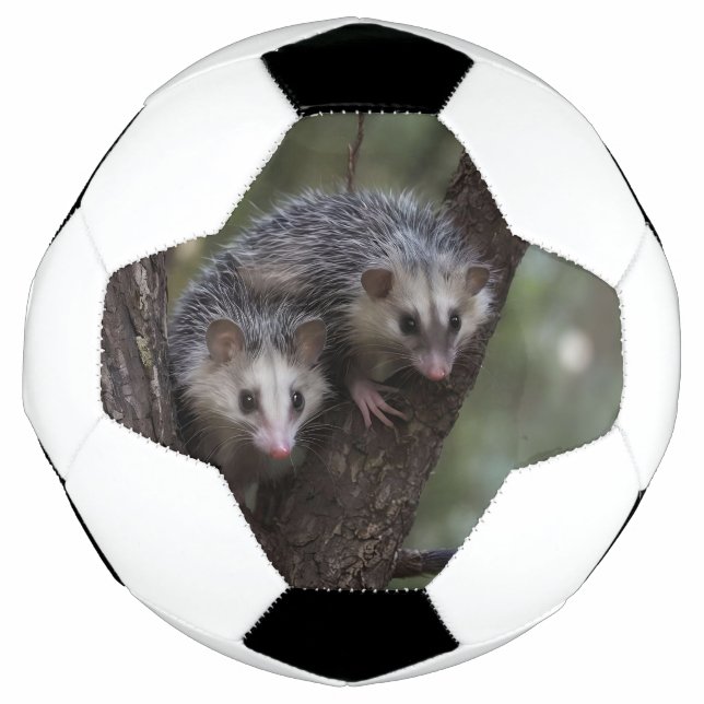 Doppeltes Problem in der Canopy: Zwei Possummen Fußball (Vorderseite)