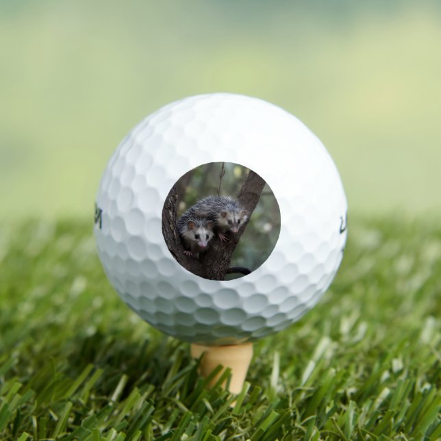 Doppeltes Problem in der Canopy: Zwei Possummen Golfball (Insitu T-Shirt)