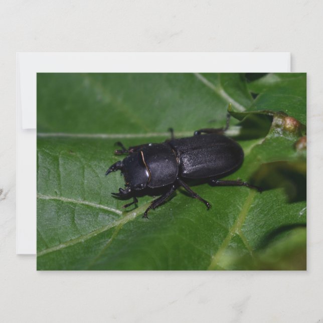 Dorcus parallelipipedus , der kleinere Hirschkäfer (Vorderseite)