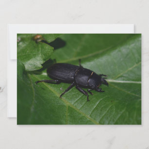 Dorcus parallelipipedus , der kleinere Hirschkäfer