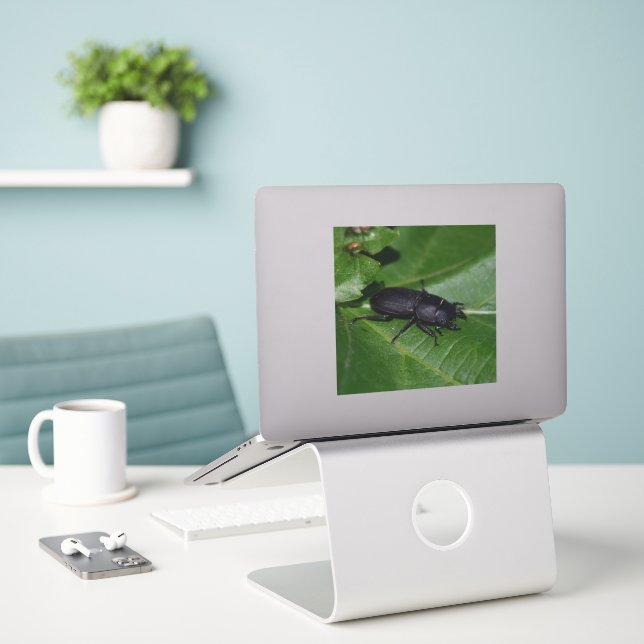Dorcus parallelipipedus , der kleinere Hirschkäfer Aufkleber (Laptop auf Schreibtisch)