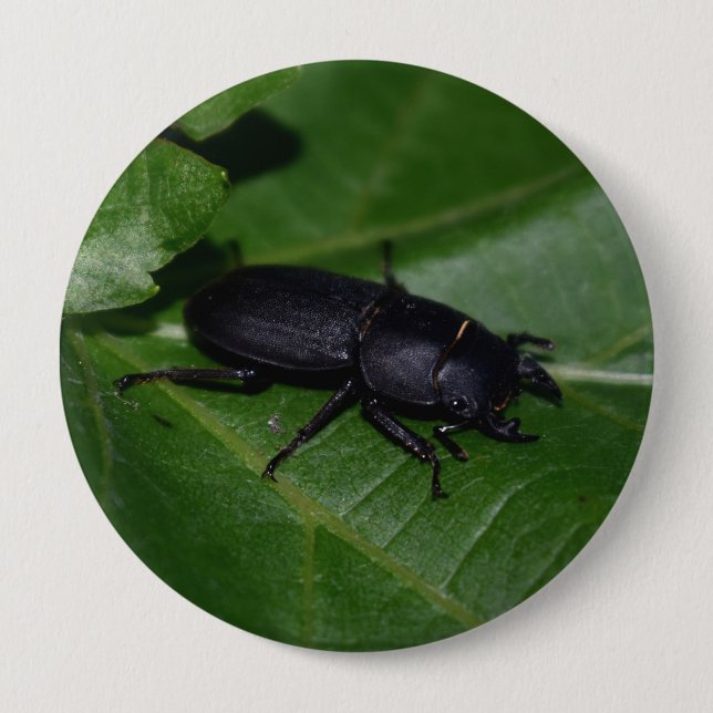 Dorcus parallelipipedus , der kleinere Hirschkäfer Button (Vorderseite)