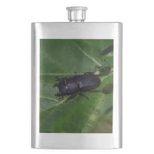 Dorcus parallelipipedus , der kleinere Hirschkäfer Flachmann