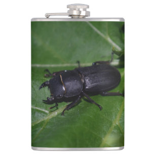 Dorcus parallelipipedus , der kleinere Hirschkäfer Flachmann