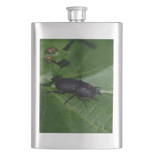 Dorcus parallelipipedus , der kleinere Hirschkäfer Flachmann