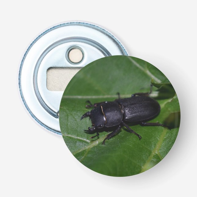 Dorcus parallelipipedus , der kleinere Hirschkäfer Flaschenöffner (Vorderseite)