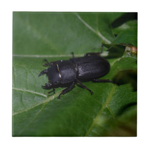 Dorcus parallelipipedus , der kleinere Hirschkäfer Fliese