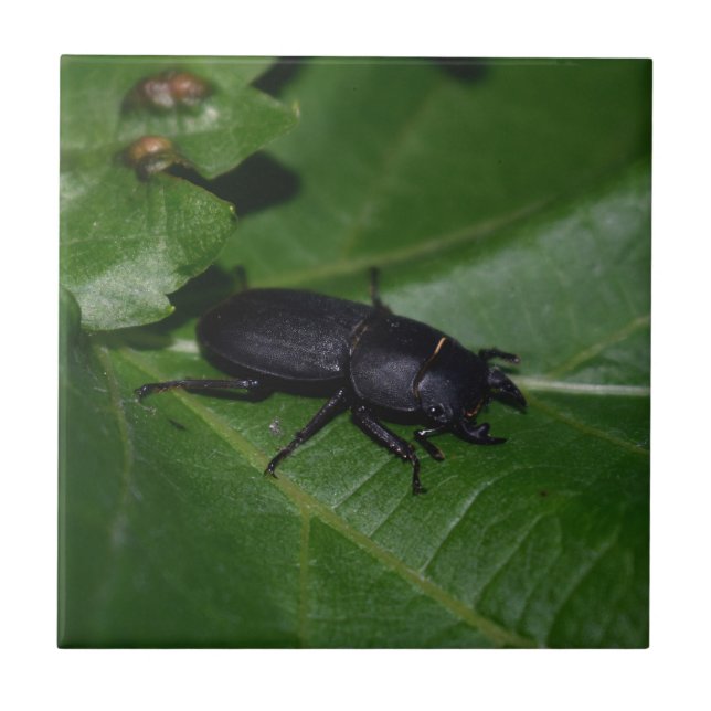 Dorcus parallelipipedus , der kleinere Hirschkäfer Fliese (Vorderseite)