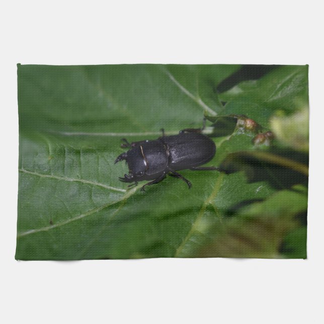 Dorcus parallelipipedus , der kleinere Hirschkäfer Geschirrtuch (Horizontal)