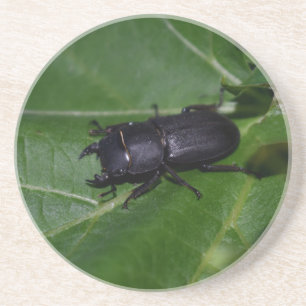 Dorcus parallelipipedus , der kleinere Hirschkäfer Getränkeuntersetzer