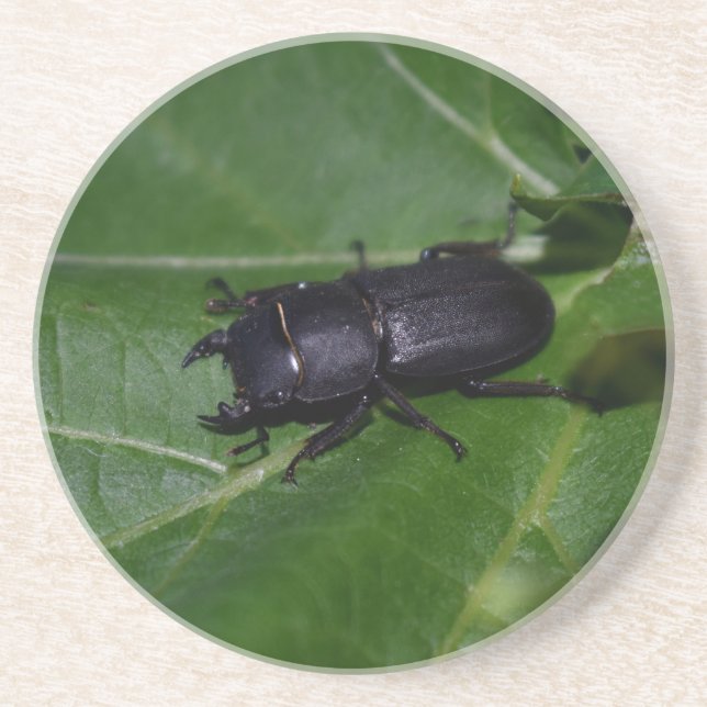 Dorcus parallelipipedus , der kleinere Hirschkäfer Getränkeuntersetzer (Vorne)