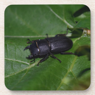 Dorcus parallelipipedus , der kleinere Hirschkäfer Getränkeuntersetzer