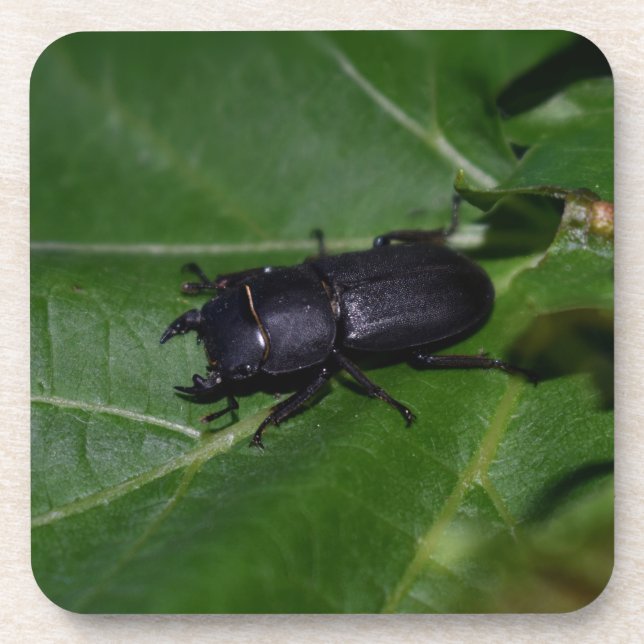 Dorcus parallelipipedus , der kleinere Hirschkäfer Getränkeuntersetzer (Vorderseite)