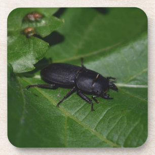 Dorcus parallelipipedus , der kleinere Hirschkäfer Getränkeuntersetzer