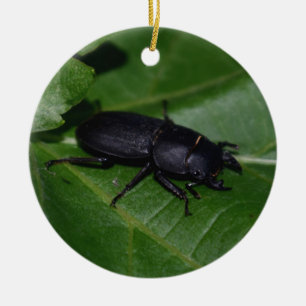 Dorcus parallelipipedus , der kleinere Hirschkäfer Keramik Ornament