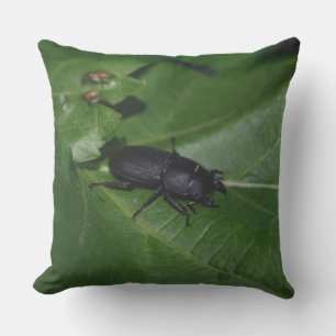 Dorcus parallelipipedus , der kleinere Hirschkäfer Kissen