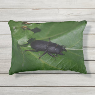 Dorcus parallelipipedus , der kleinere Hirschkäfer Kissen Für Draußen