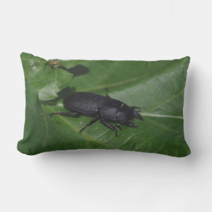 Dorcus parallelipipedus , der kleinere Hirschkäfer Kissen Für Draußen