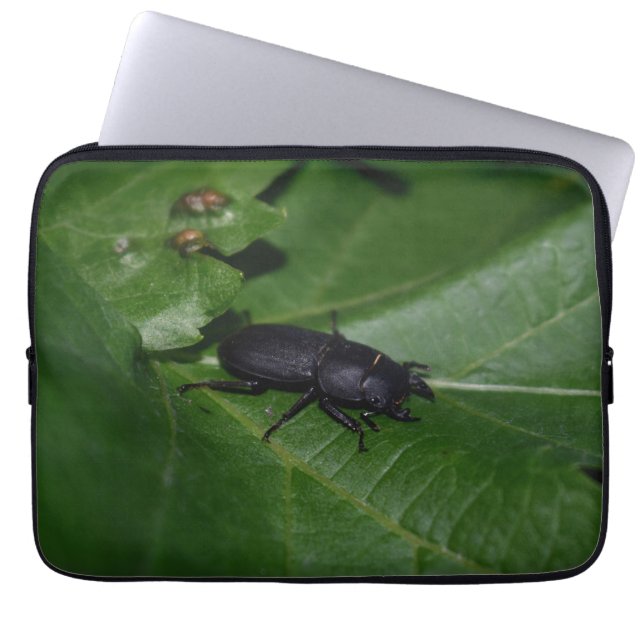 Dorcus parallelipipedus , der kleinere Hirschkäfer Laptopschutzhülle (Vorderseite)