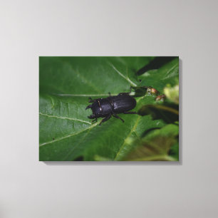 Dorcus parallelipipedus , der kleinere Hirschkäfer Leinwanddruck