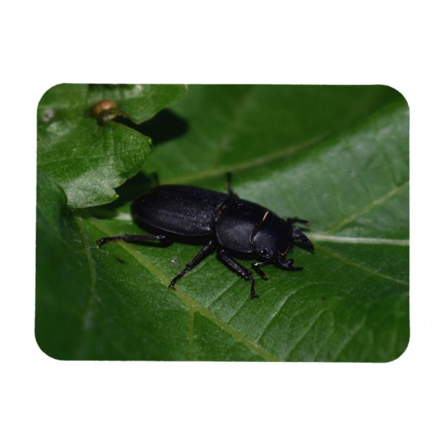 Dorcus parallelipipedus , der kleinere Hirschkäfer Magnet (Horizontal)