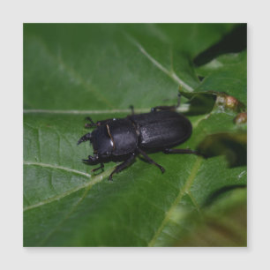 Dorcus parallelipipedus , der kleinere Hirschkäfer Magnetkarte