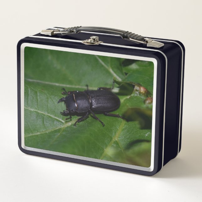 Dorcus parallelipipedus , der kleinere Hirschkäfer Metall Brotdose (Vorderseite)