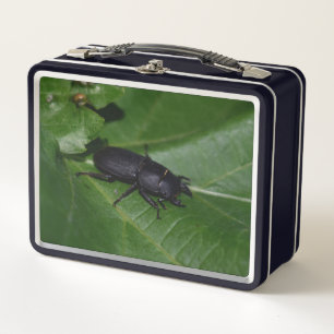 Dorcus parallelipipedus , der kleinere Hirschkäfer Metall Brotdose