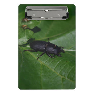 Dorcus parallelipipedus , der kleinere Hirschkäfer Mini Klemmbrett