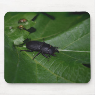 Dorcus parallelipipedus , der kleinere Hirschkäfer Mousepad