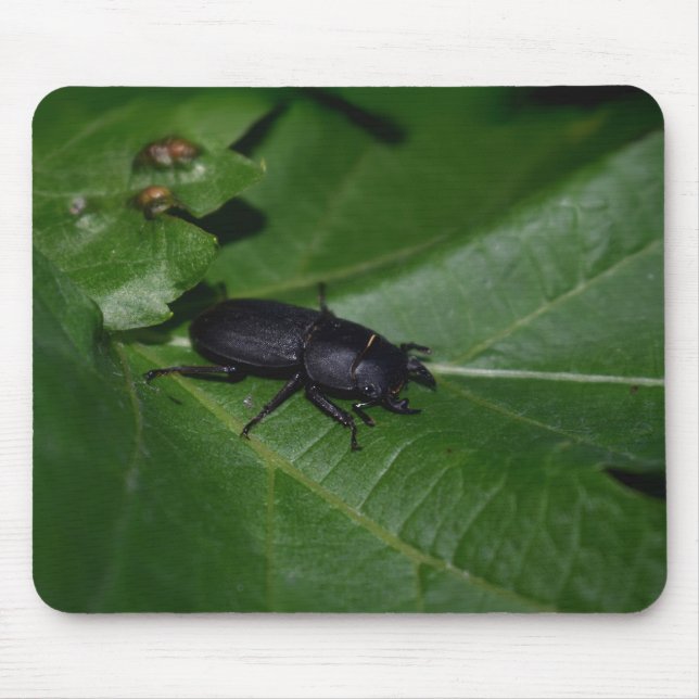 Dorcus parallelipipedus , der kleinere Hirschkäfer Mousepad (Vorne)